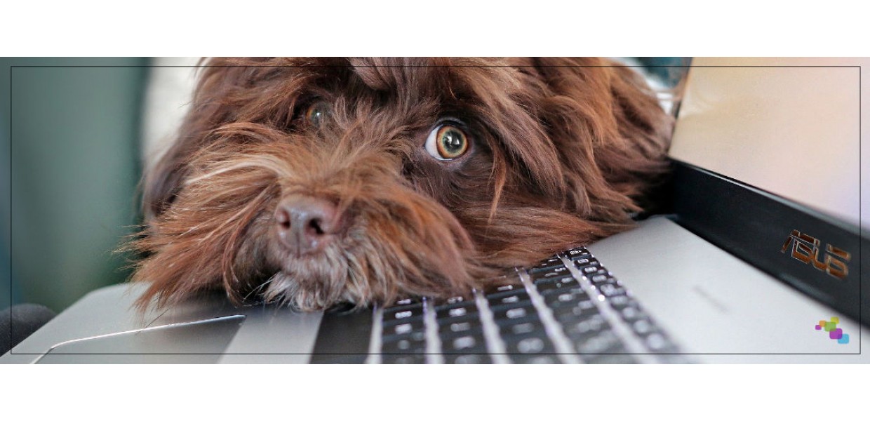 Terapia con mascotas